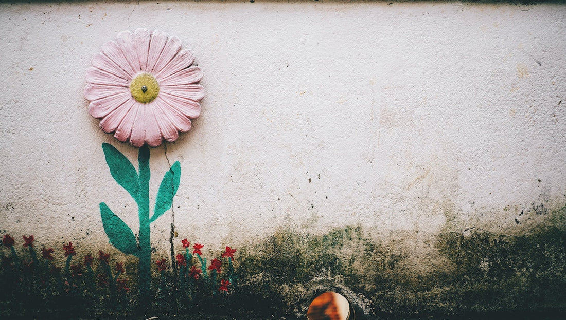 Eliminare la muffa: ecco come