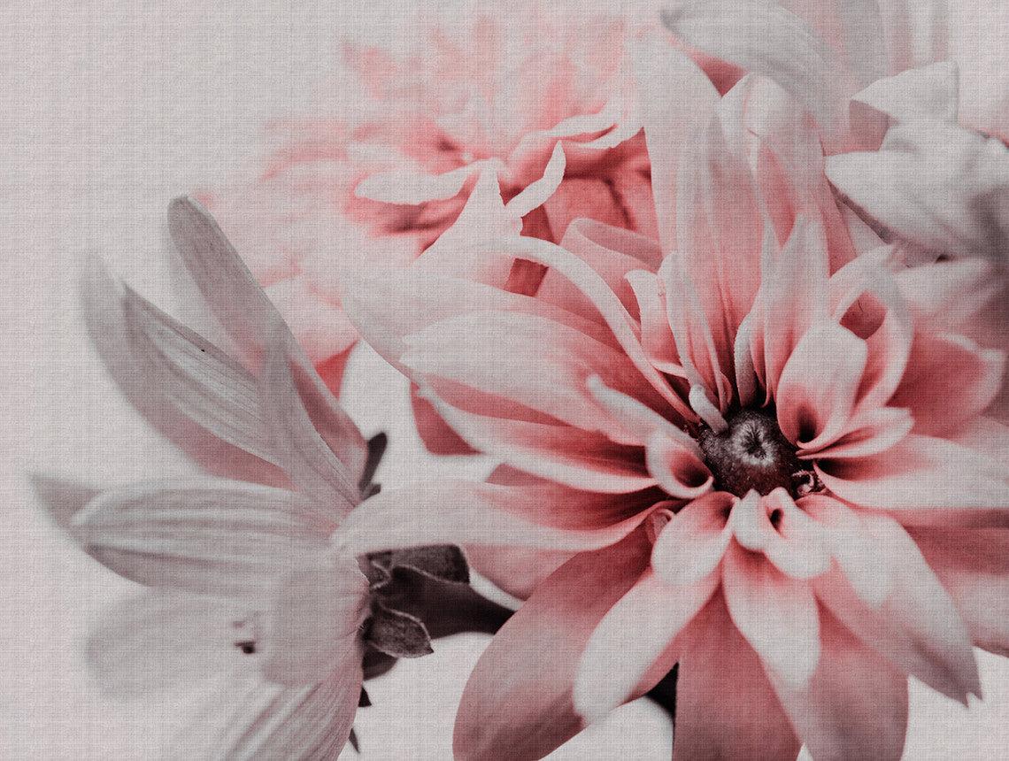 GERBERA THE WALL