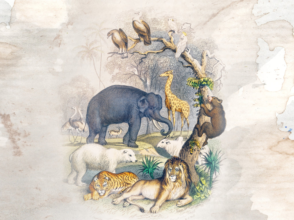 carta-da-parati-animali-meraviglia-animals