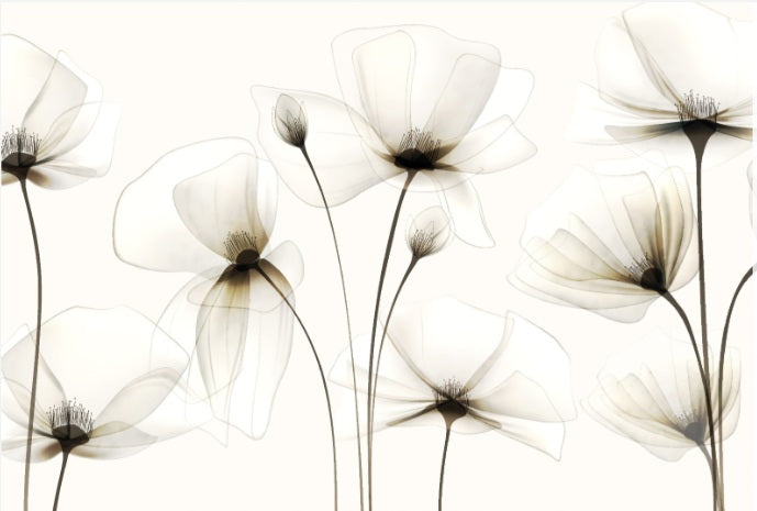 carta da parati bianca fiori bianchi