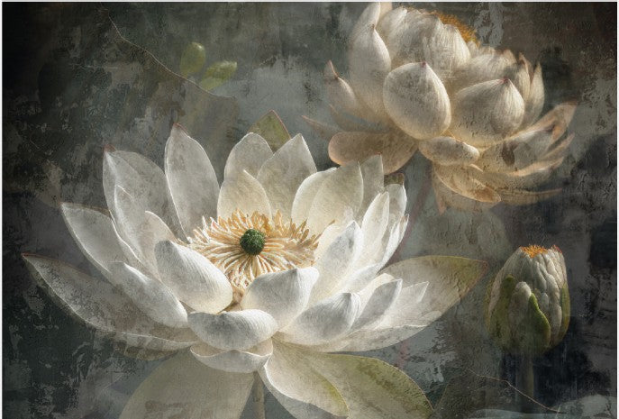 carta da parati fiori di loto