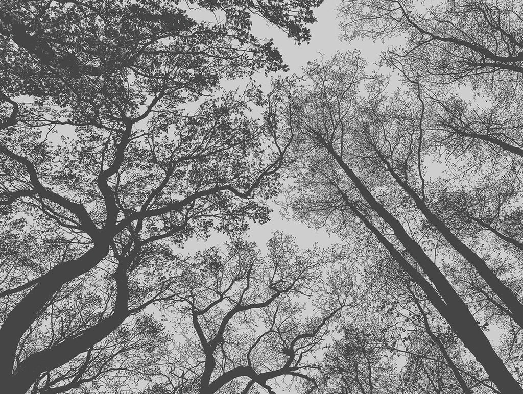 carta-da-parati-foresta-nera-the-wall-blackwood