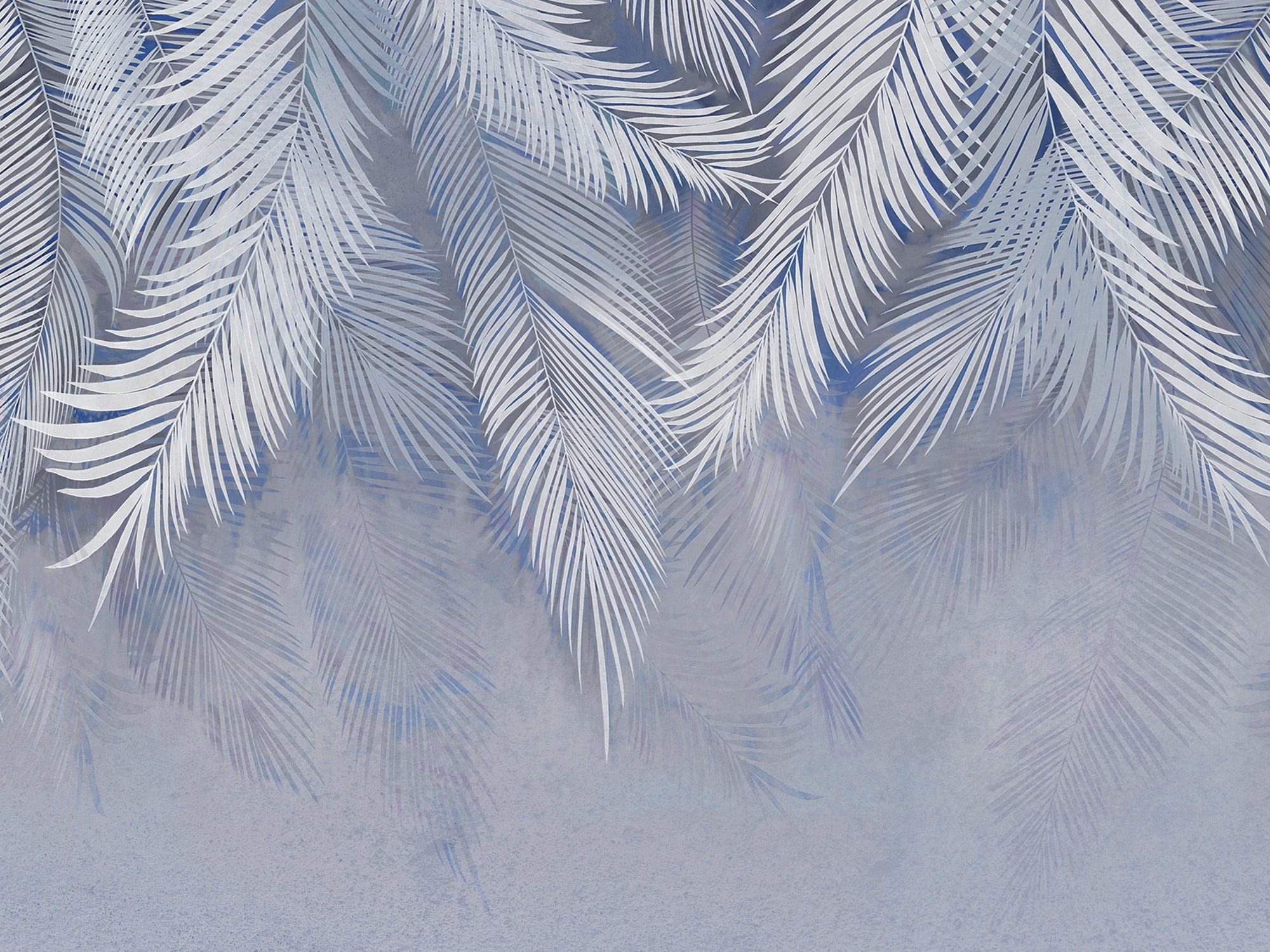 carta-da-parati-palma-piangente-azzurra-meraviglia-weeping-palm2