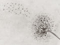 carta-da-parati-soffioni-volanti-meraviglia-flying-dendelion1