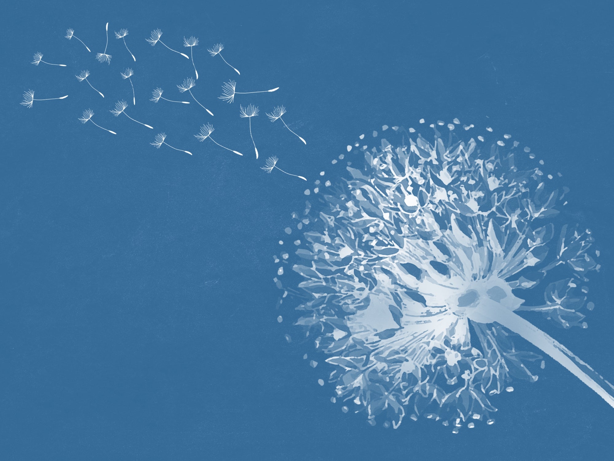 carta-da-parati-soffioni-volanti-meraviglia-flying-dendelion2