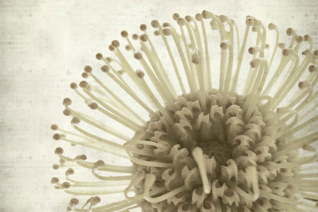 Carta da parati fiore gigante dettaglio