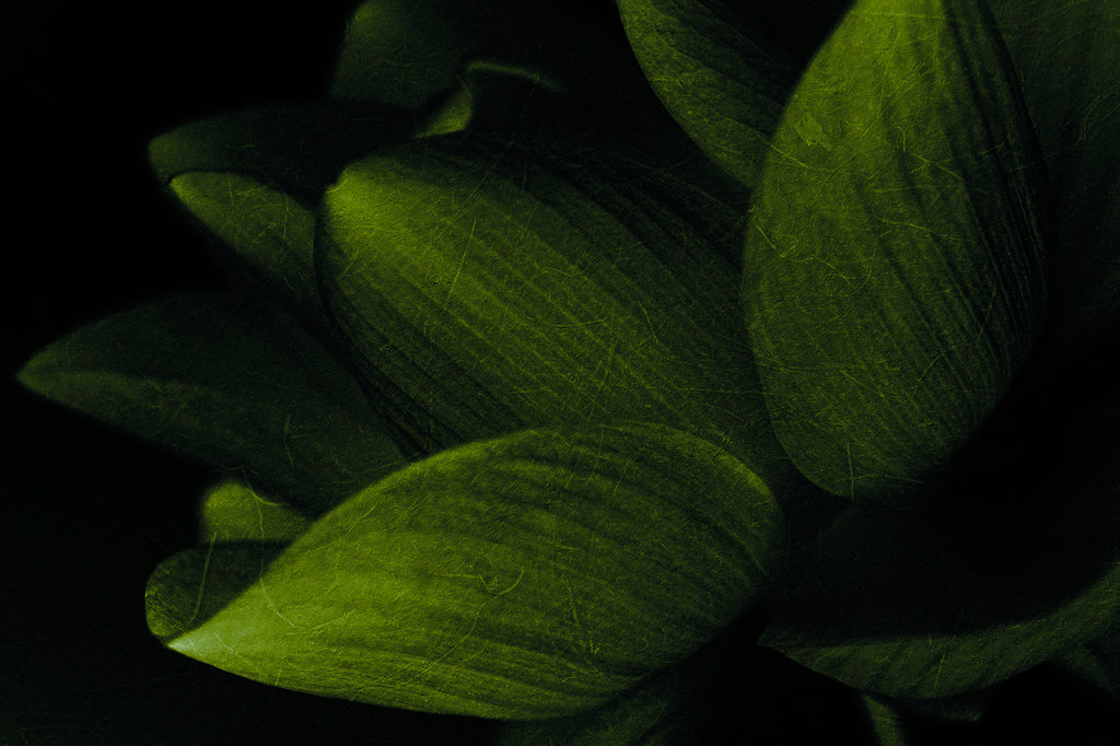 Carta da parati fiore petali